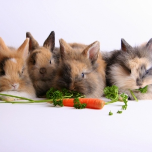 Rabbits and Carrots